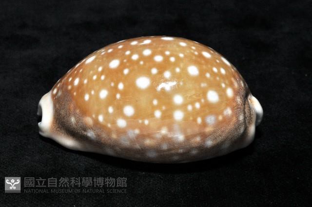 白星寶螺藏品圖，第7張