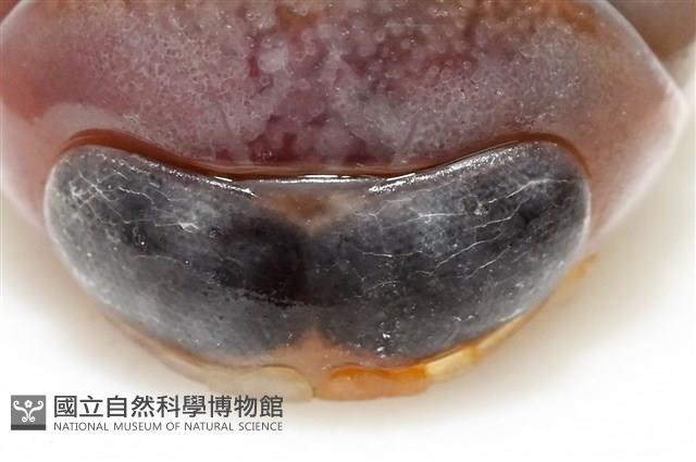 未知種紡錘水虱藏品圖，第7張