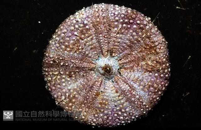 疣小肛海膽藏品圖，第7張