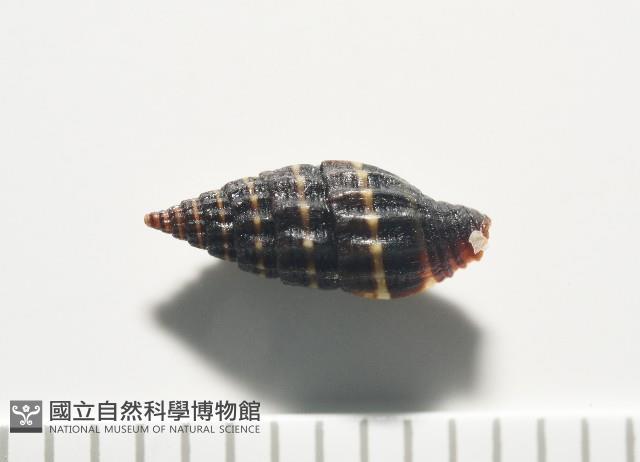 暮靄蛹筆螺藏品圖，第7張