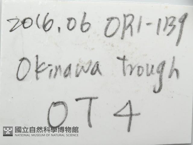 平端深海殼菜蛤藏品圖，第7張