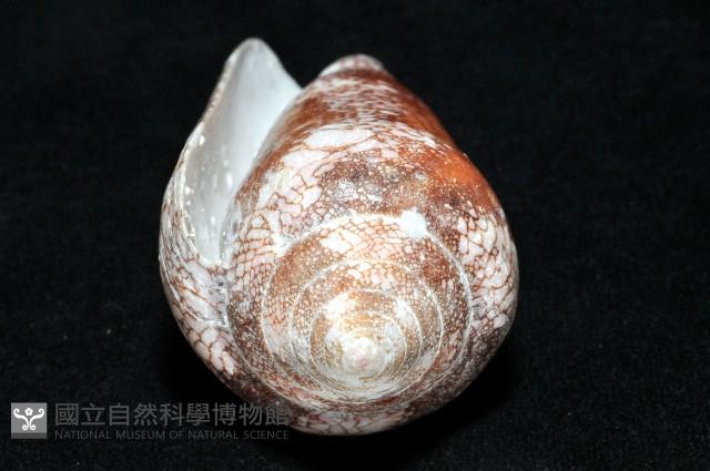 美華芋螺藏品圖，第7張