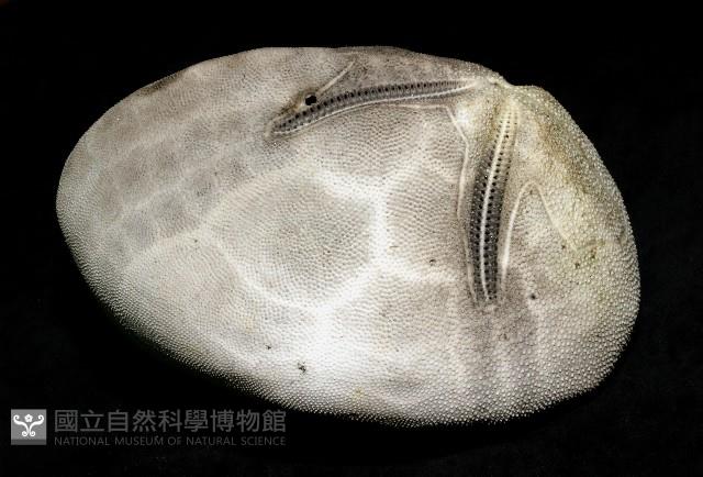 脊背壺海膽藏品圖，第7張