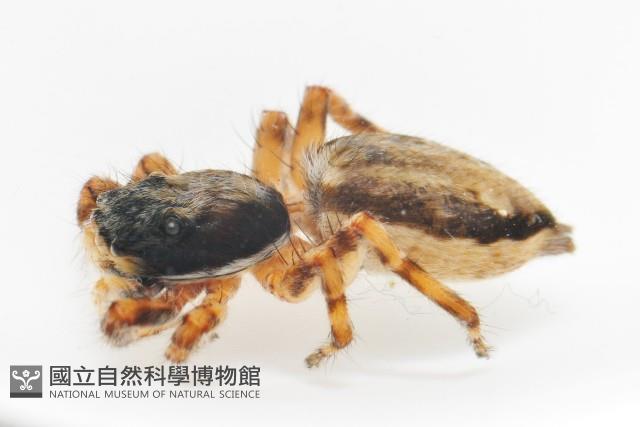 雙帶扁蠅虎藏品圖，第7張