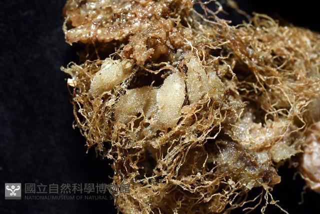 北極有柄海鞘藏品圖，第7張