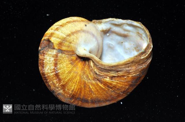 庭園蝸牛藏品圖，第7張