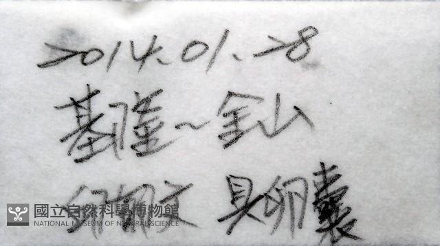 侏儒紫螺藏品圖，第7張