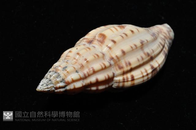 扁肋渦螺藏品圖，第7張