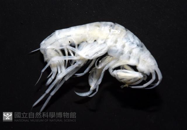 未知種深海鉤蝦藏品圖，第7張