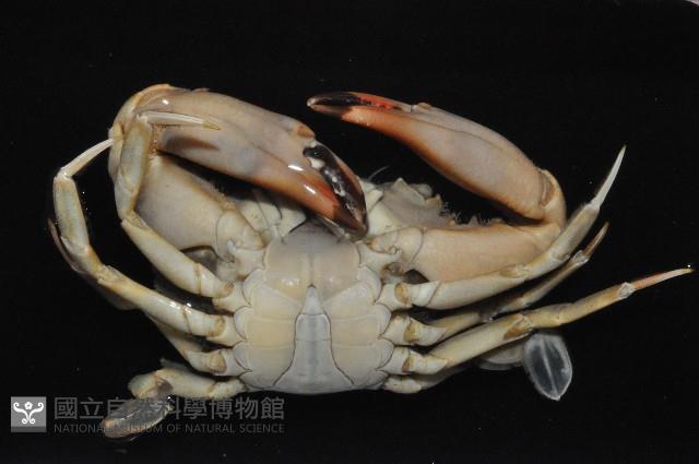 鈍齒短槳蟹藏品圖，第7張