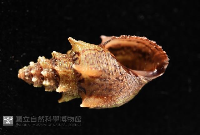 塔蜷藏品圖，第7張