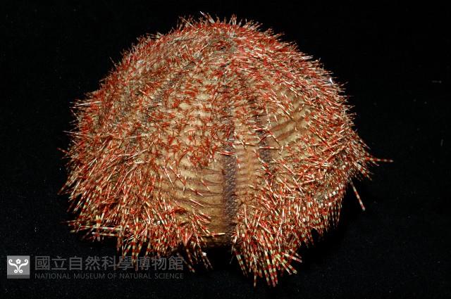 貝利角孔海膽藏品圖，第7張