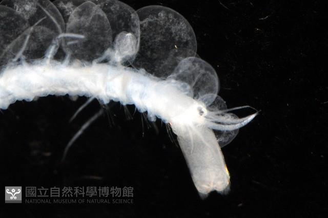 未知種多鱗蟲藏品圖，第7張