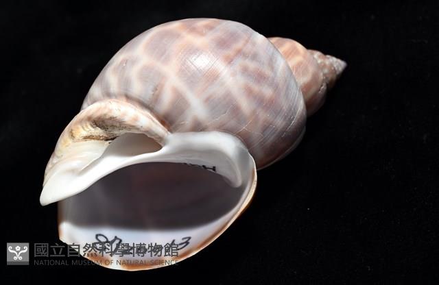 波部鳳螺藏品圖，第7張