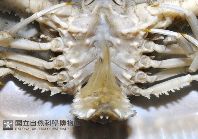 環狀(圓拱)隱足蟹藏品圖，第7張
