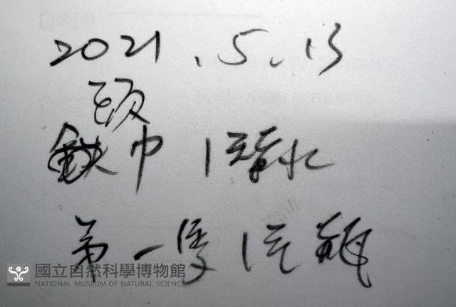 未知種毛殼蟹藏品圖，第7張