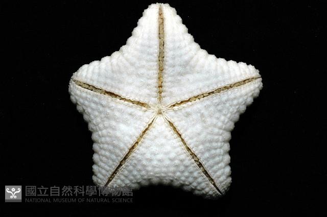 麵包海星(饅頭海星)藏品圖，第7張