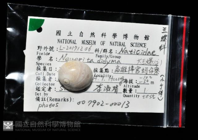 大玉螺藏品圖，第7張