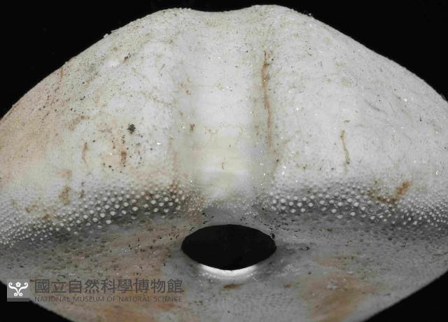 心形緣帶海膽藏品圖，第7張