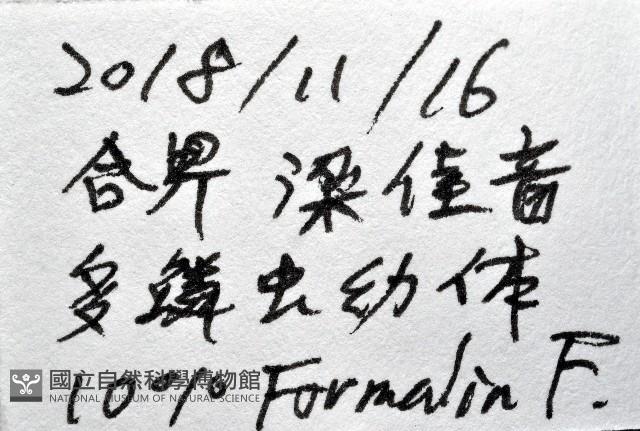 未知種多鱗蟲藏品圖，第7張