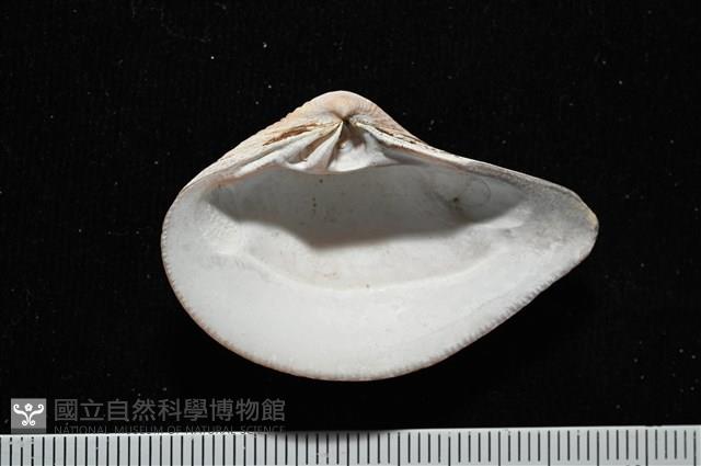 厚蛤藏品圖，第7張