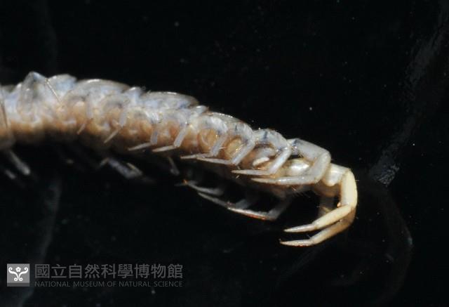 梅峰石蜈蚣藏品圖，第7張