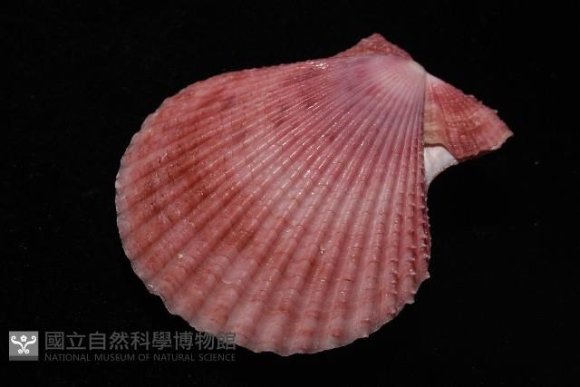 登錄號:007819-00083藏品圖，第7張
