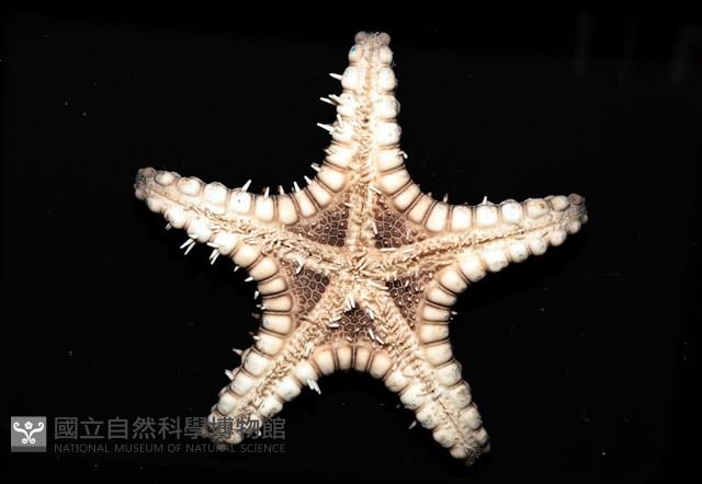 玉緣棘角海星(紫氏麗海星)藏品圖，第7張