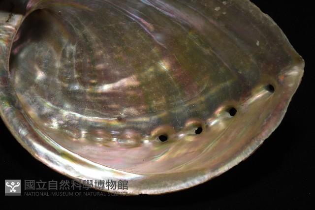 盤鮑螺藏品圖，第7張