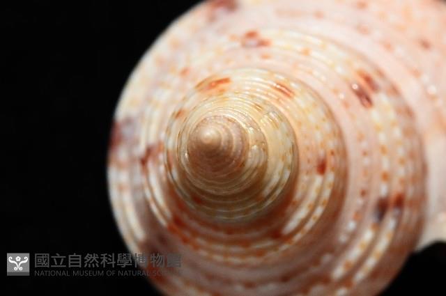 盈真鐘螺藏品圖，第7張