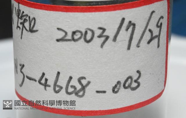 臺灣秘蛛藏品圖，第7張