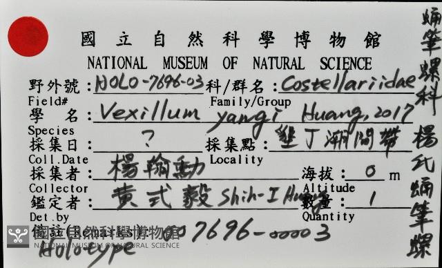 楊氏蛹筆螺藏品圖，第7張