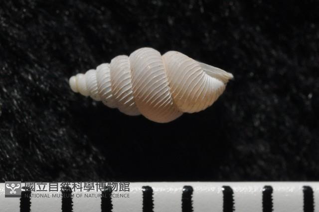 石山芝麻蝸藏品圖，第7張