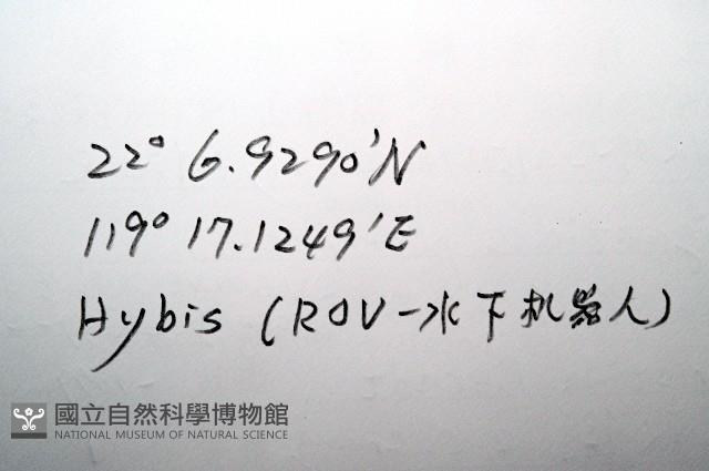 平端深海殼菜蛤藏品圖，第7張