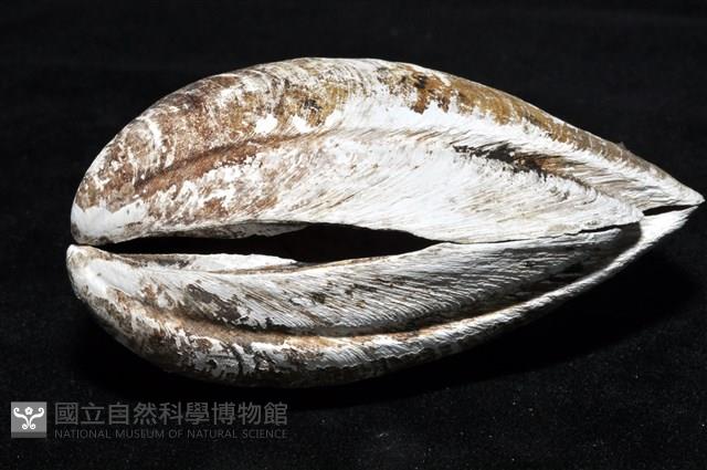 索足蛤藏品圖，第7張