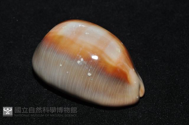 金棗寶螺藏品圖，第7張