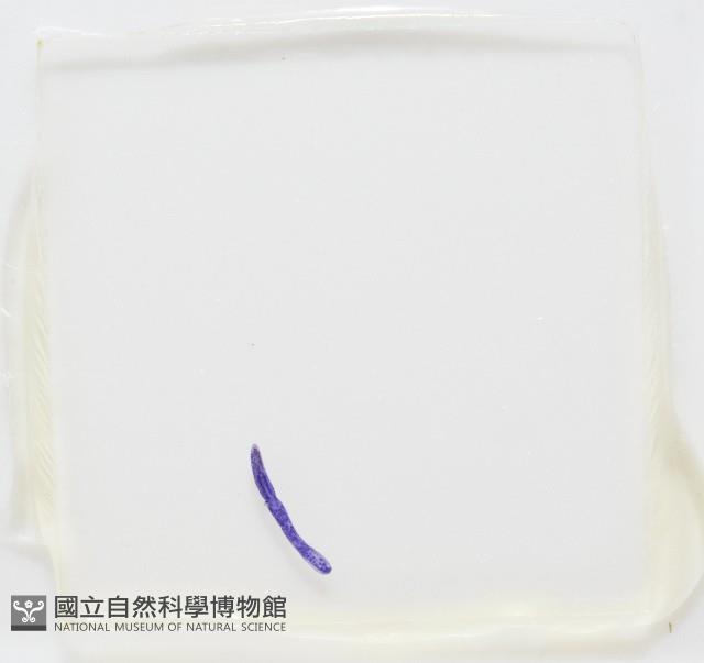 新種葉槽絛蟲藏品圖，第7張