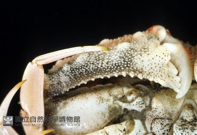 短刺筐形蟹藏品圖，第7張
