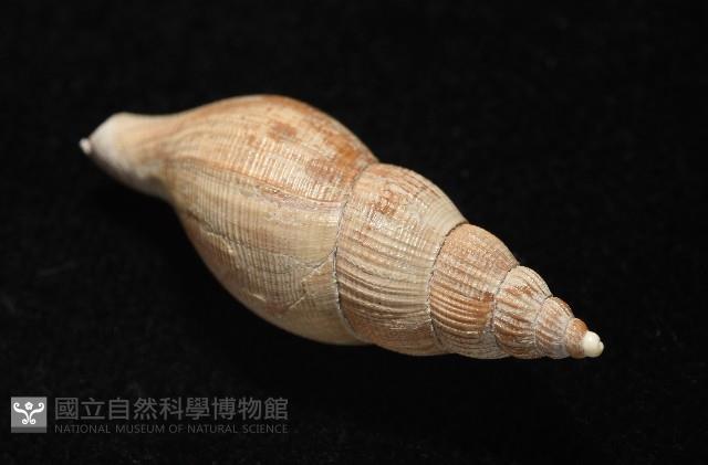 希望布紋螺藏品圖，第7張
