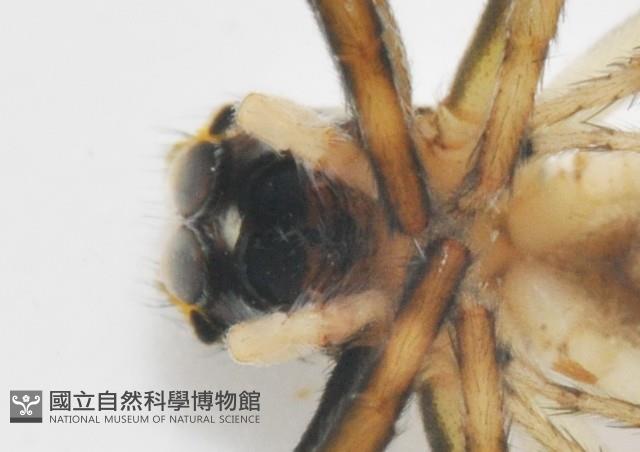 多色金毛蛛藏品圖，第7張