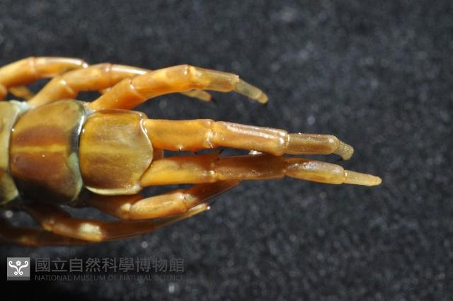 少棘蜈蚣(鳶頭蜈蚣)藏品圖，第7張