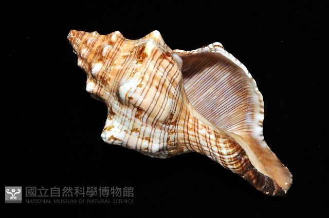 大赤旋螺藏品圖，第7張