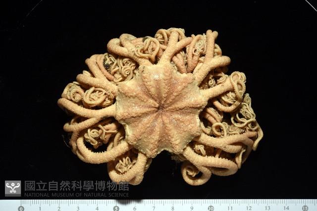 北極筐蛇尾藏品圖，第7張