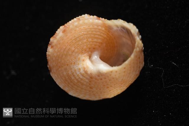 文正鐘螺(呂氏麗口螺)藏品圖，第7張