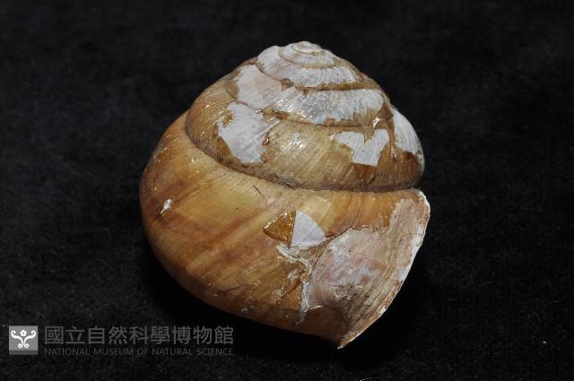 金崙栗蝸藏品圖，第7張