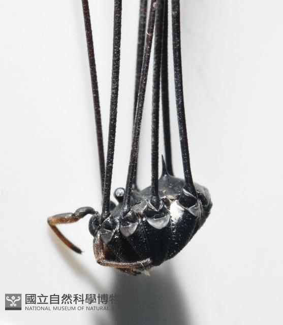 黑背偽盾刺盲蛛藏品圖，第7張
