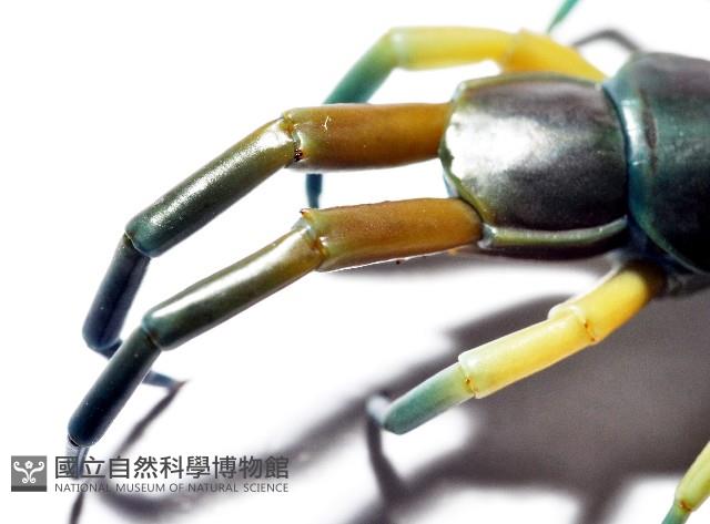 未知種巨蜈蚣藏品圖，第7張