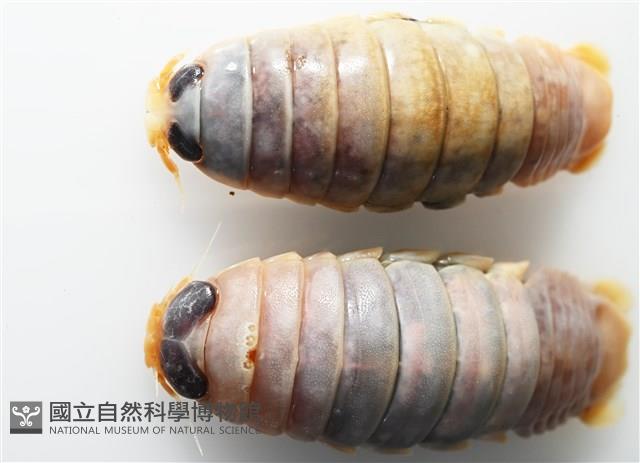 未知種紡錘水虱藏品圖，第7張