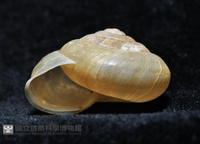 阿禮高腰蝸牛藏品圖，第7張