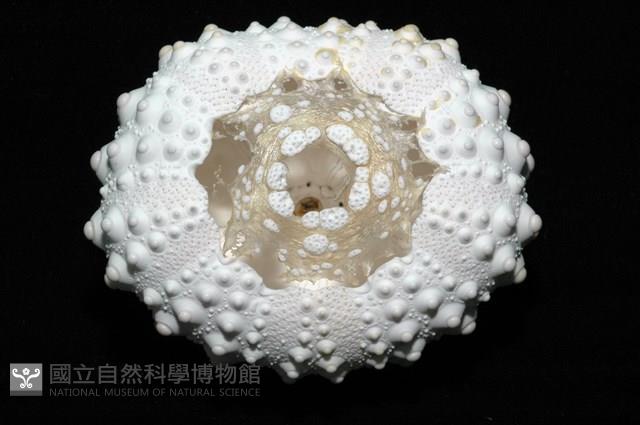 石筆海膽(鉛筆海膽)藏品圖，第7張